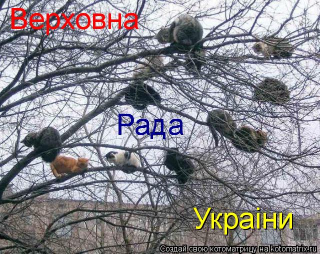 Котоматрица: Верховна Рада Украiни