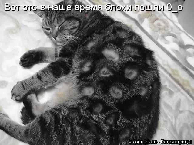 Котоматрица: Вот это в наше время блохи пошли 0_о