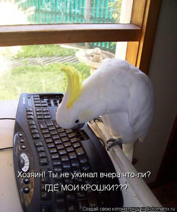 Хозяин! Ты не ужинал вчера что-ли? ГДЕ МОИ КРОШКИ???... Котоматрица: Хозяин! Ты не ужинал вчера что-ли? ГДЕ МОИ КРОШКИ???