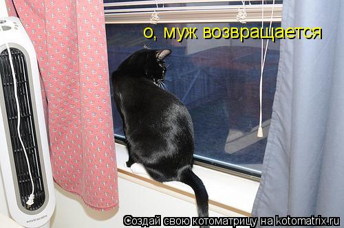 Котоматрица: о, муж возвращается