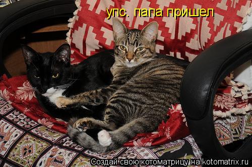 Котоматрица: упс. папа пришел