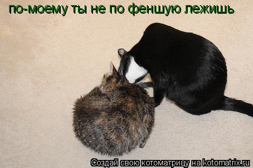 Котоматрица: по-моему ты не по феншую лежишь