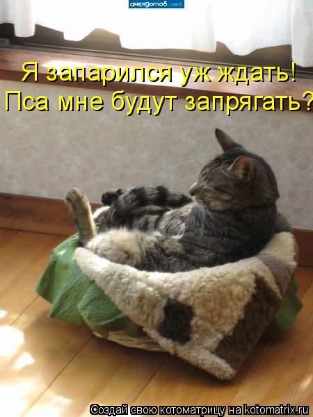 Пса мне будут запрягать? Я запарился уж ждать!... Котоматрица: Пса мне будут запрягать? Я запарился уж ждать!