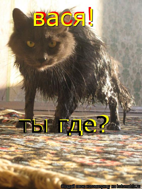 Котоматрица: вася! вася! ты где? ты где?
