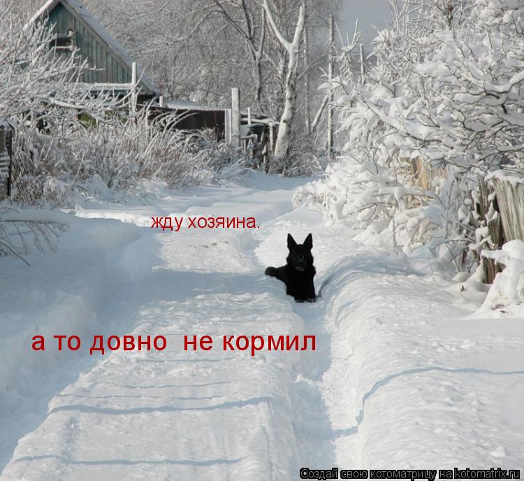 Котоматрица: жду хозяина. а то довно  не кормил