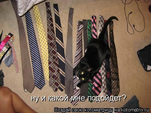 Котоматрица: ну и какой мне подойдет?