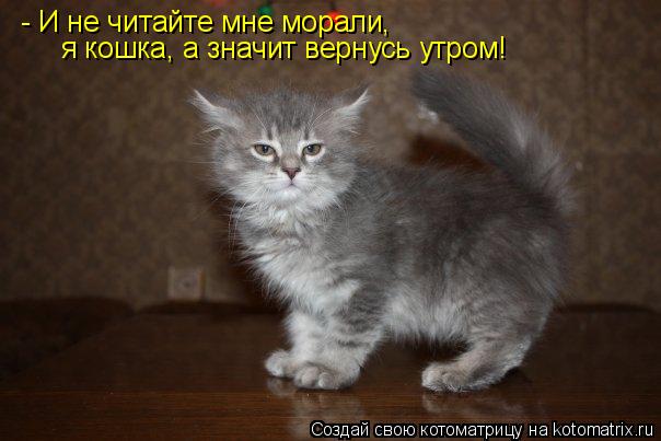 Котоматрица: - И не читайте мне морали, я кошка, а значит вернусь утром!