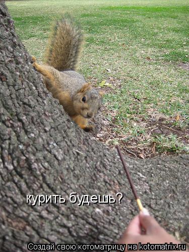 Котоматрица: курить будешь?