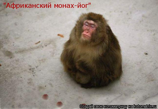 Котоматрица: "Африканский монах-йог"
