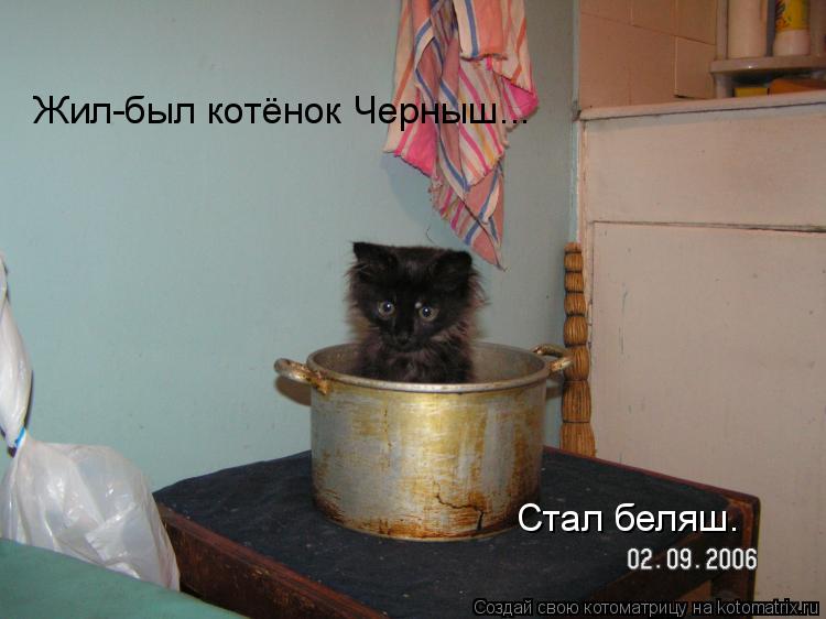 Котоматрица: Жил-был котёнок Черныш... Стал беляш.