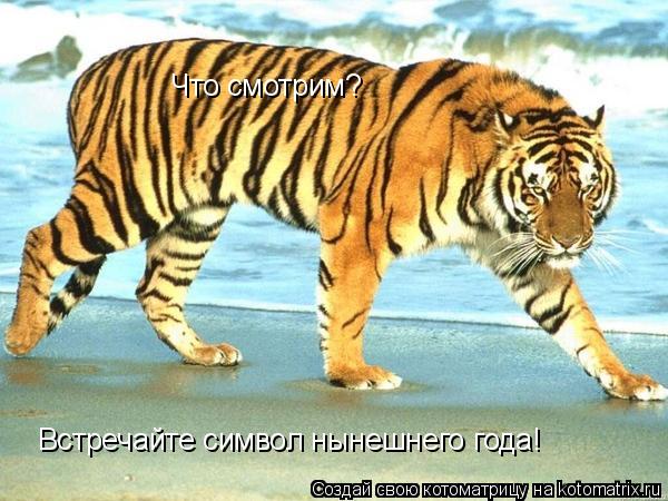 Котоматрица: Что смотрим? Встречайте символ нынешнего года!