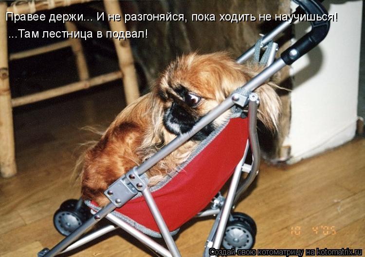 Котоматрица: Правее держи... И не разгоняйся, пока ходить не научишься! ...Там лестница в подвал!