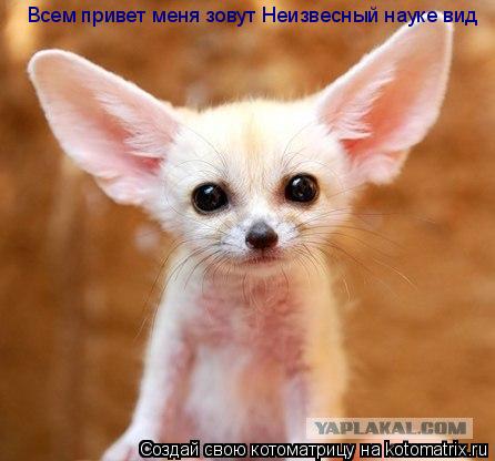 Котоматрица: Всем привет меня зовут Неизвесный науке вид