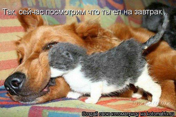 Котоматрица: Так, сейчас посмотрим что ты ел на завтрак...