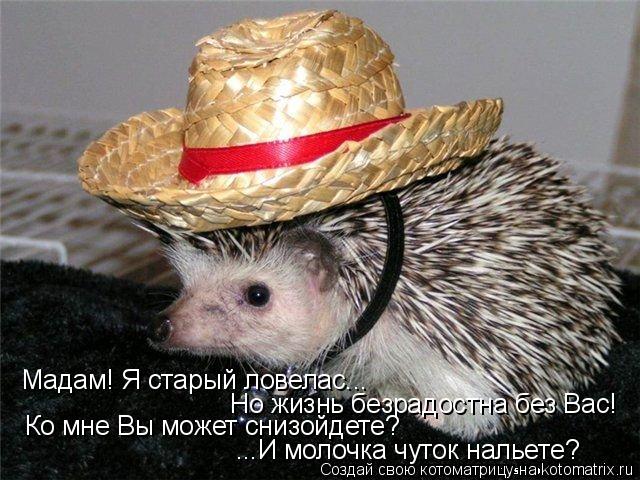 Мадам! Я старый ловелас... Но жизнь безрадостна без Вас! Ко мне Вы может снизойдете? ...И молочка чут... Котоматрица: Мадам! Я старый ловелас... Но жизнь безрадостна без Вас! Ко мне Вы может снизойдете? ...И молочка чуток нальете?