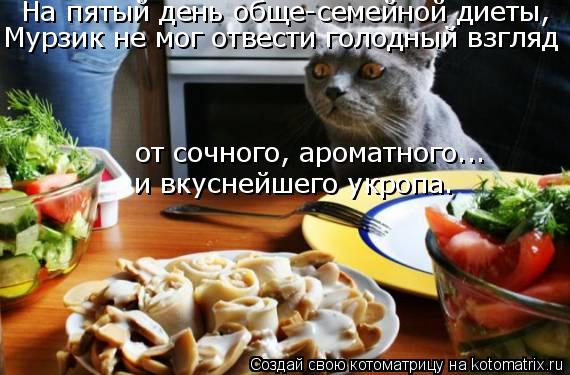 На пятый день обще-семейной диеты, Мурзик не мог отвести голодный взгляд от сочного, ароматного... и ... Котоматрица: На пятый день обще-семейной диеты, Мурзик не мог отвести голодный взгляд от сочного, ароматного... и вкуснейшего укропа.