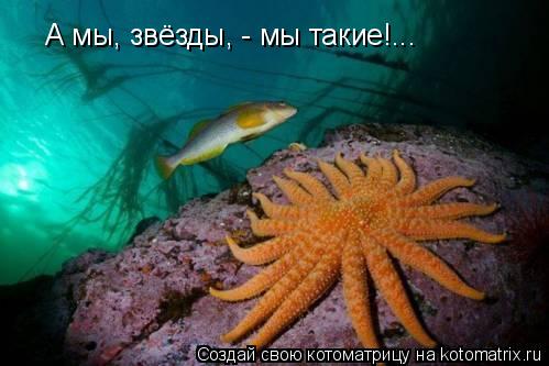 Котоматрица: А мы, звёзды, - мы такие!...