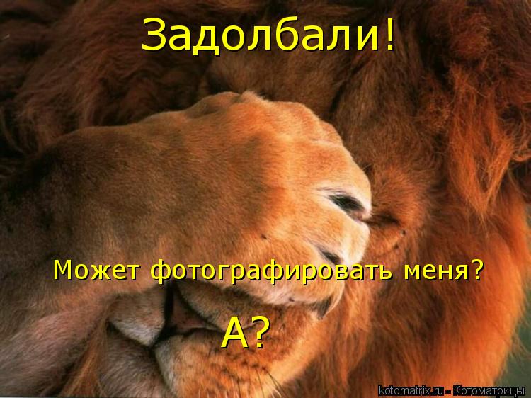 Котоматрица: Задолбали! Может фотографировать меня? А?