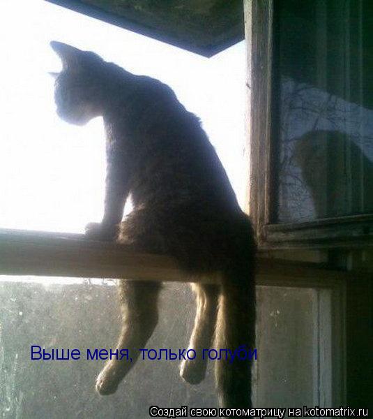 Котоматрица: Выше меня, только голуби