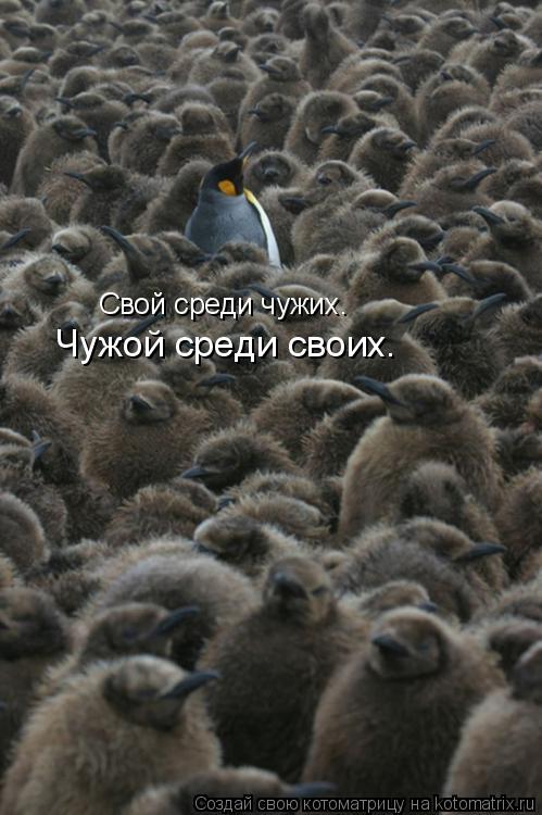 Котоматрица: Свой среди чужих… Чужой среди своих…