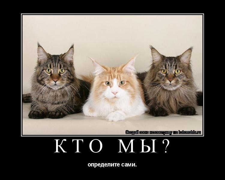 Котоматрица: Кто мы? определите сами.