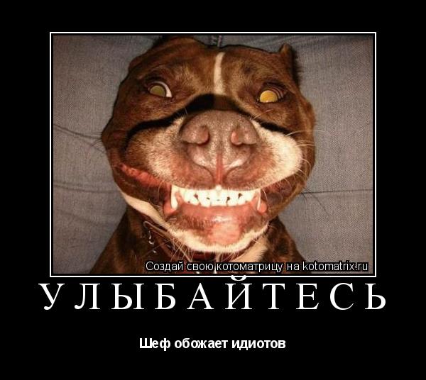 Котоматрица: УЛЫБАЙТЕСЬ Шеф обожает идиотов