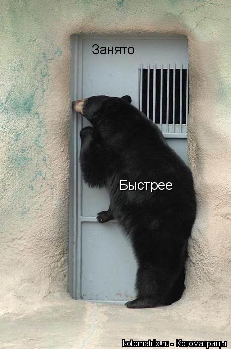 Котоматрица: Быстрее Занято