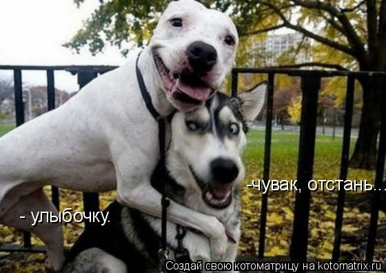 Котоматрица: - улыбочку. -чувак, отстань...