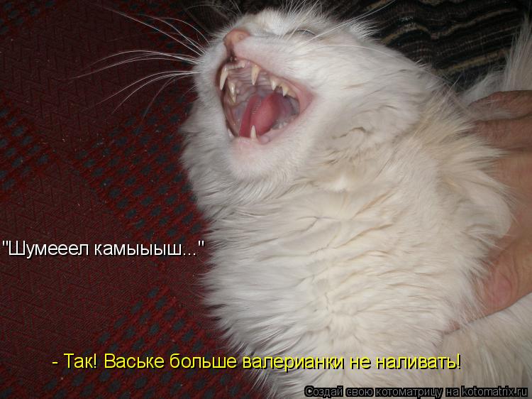 Котоматрица: "Шумееел камыыыш..." - Так! Ваське больше валерианки не наливать!