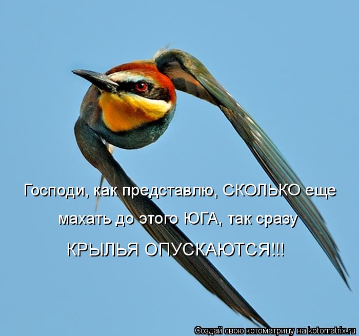 Господи, как представлю, СКОЛЬКО еще махать до этого ЮГА, так сразу КРЫЛЬЯ ОПУСКАЮТСЯ!!!... Котоматрица: Господи, как представлю, СКОЛЬКО еще махать до этого ЮГА, так сразу КРЫЛЬЯ ОПУСКАЮТСЯ!!!