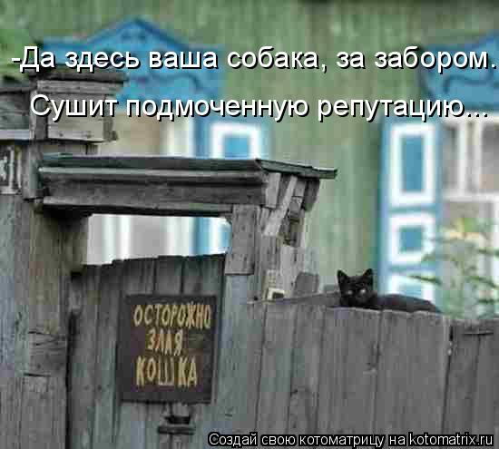 Котоматрица: -Да здесь ваша собака, за забором. -Да здесь ваша собака, за забором. Сушит подмоченную репутацию...
