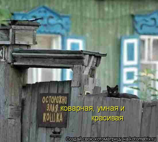 Котоматрица: коварная, умная и  красивая