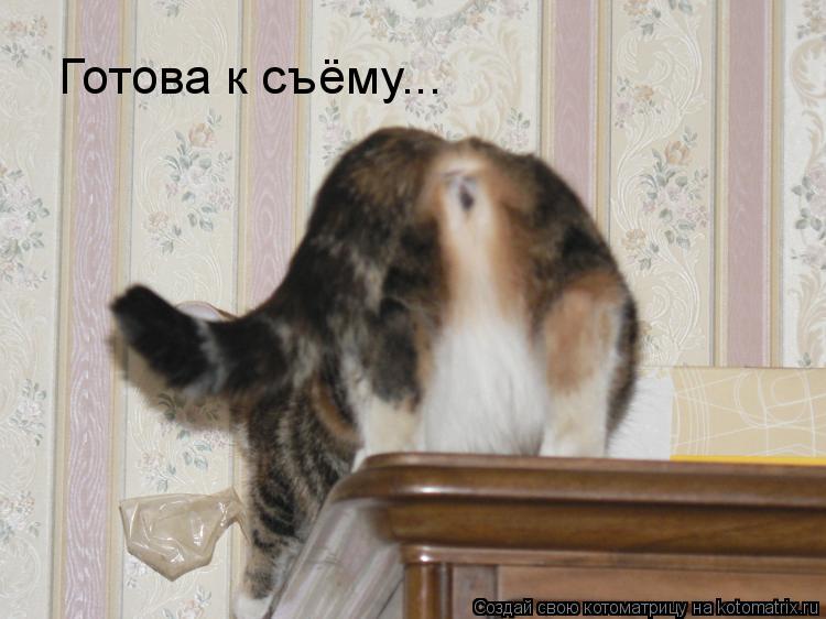 Котоматрица: Готова к съёму...