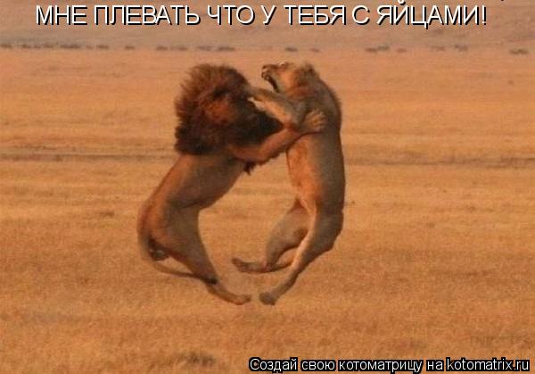 Котоматрица: МНЕ ПЛЕВАТЬ ЧТО У ТЕБЯ С ЯЙЦАМИ!