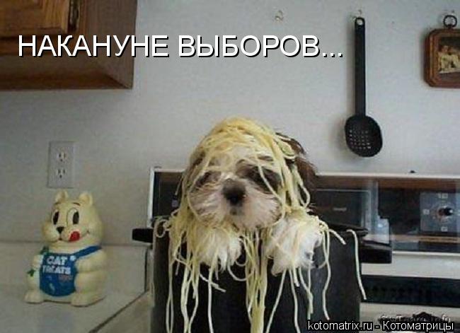 НАКАНУНЕ ВЫБОРОВ...... Котоматрица: НАКАНУНЕ ВЫБОРОВ...