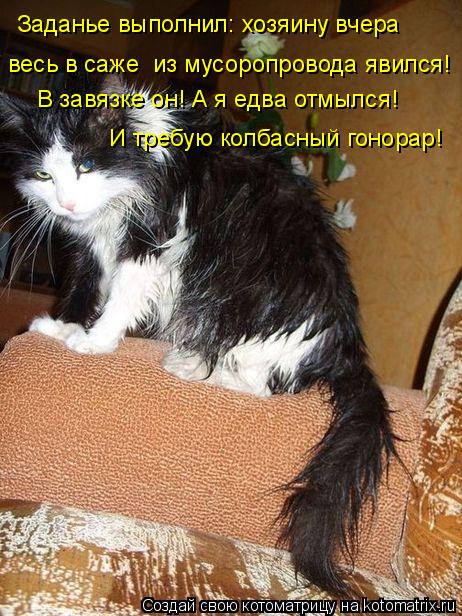 Заданье выполнил: хозяину вчера весь в саже из мусоропровода явился! В завязке он! А я едва отмылся!... Котоматрица: Заданье выполнил: хозяину вчера весь в саже из мусоропровода явился! В завязке он! А я едва отмылся! И требую колбасный гонорар!