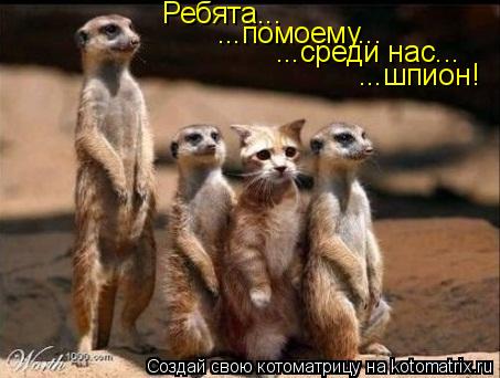 Котоматрица: Ребята... ...помоему... ...среди нас... ...шпион!