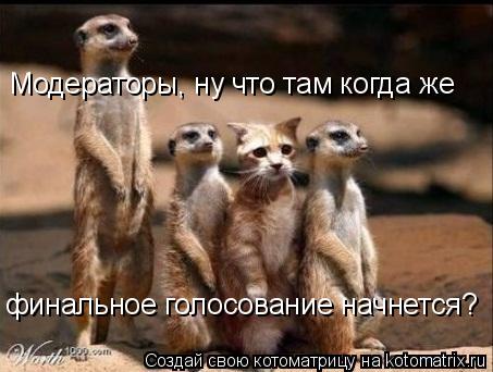 Котоматрица: финальное голосование начнется? Модераторы, ну что там когда же