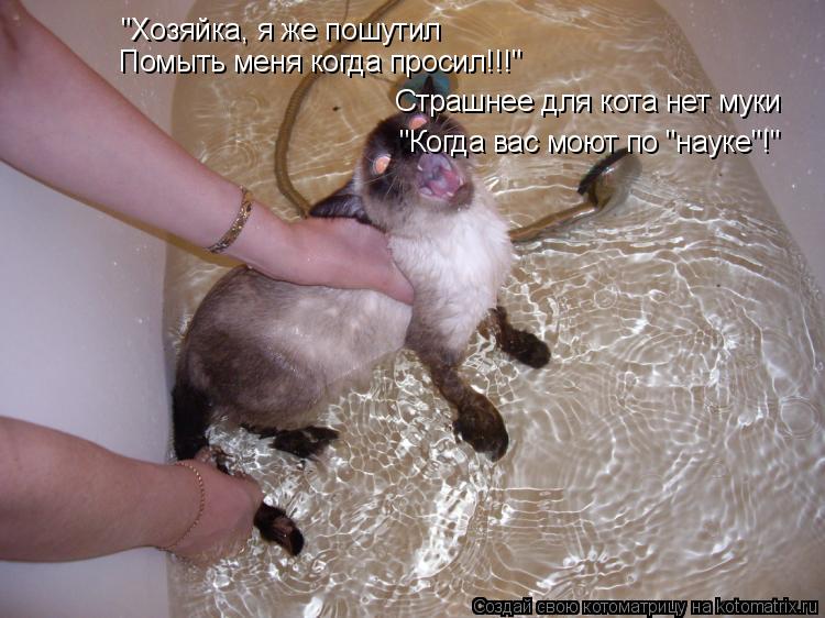 Котоматрица: Страшнее для кота нет муки "Хозяйка, я же пошутил Помыть меня когда просил!!!" "Когда вас моют по "науке"!"