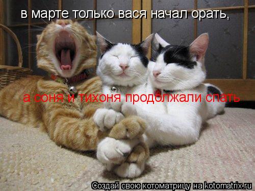 Котоматрица: в марте только вася начал орать, а соня и тихоня продолжали спать