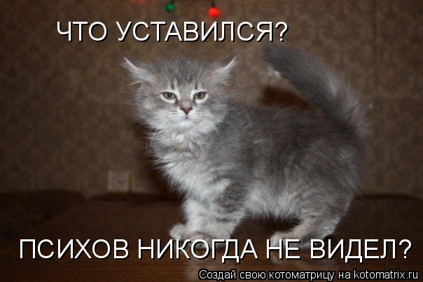 Котоматрица: ЧТО УСТАВИЛСЯ? ПСИХОВ НИКОГДА НЕ ВИДЕЛ?