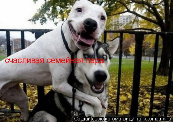 Котоматрица: счасливая семейная пара