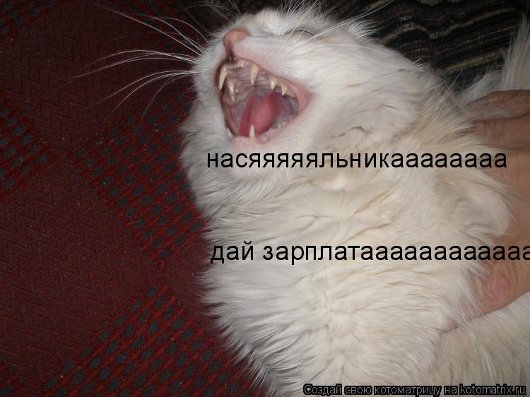 Котоматрица: насяяяяяльникаааааааа дай зарплатаааааааааааа