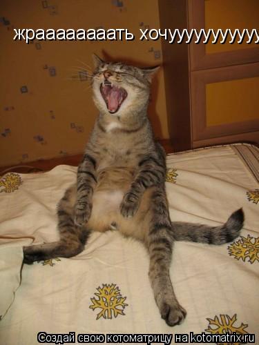 Котоматрица: жраааааааать хочууууууууууууууууууууууу