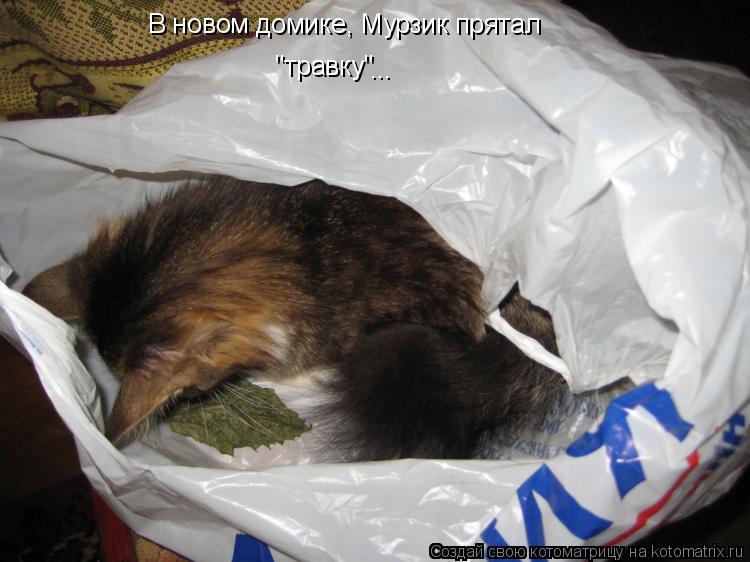 Котоматрица: В новом домике, Мурзик прятал "травку" ...