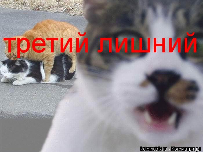 Котоматрица: третий лишний