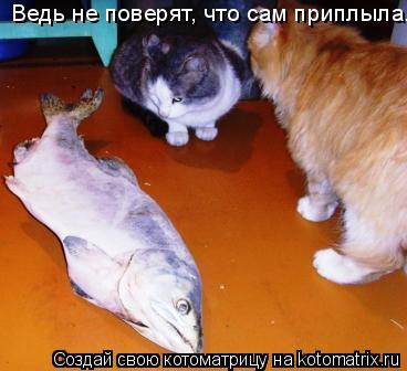 Котоматрица: Ведь не поверят, что сам приплыла...
