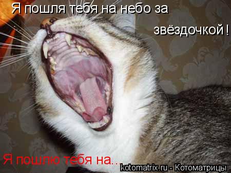 Котоматрица: Я пошля тебя на небо за звёздочкой !! Я пошлю тебя на...