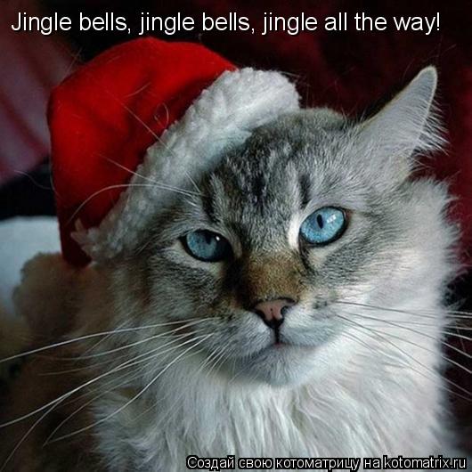 Jingle bells, jingle bells, jingle all the way!... Котоматрица: Jingle bells, jingle bells, jingle all the way!