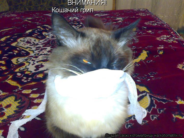 Котоматрица: ВНИМАНИЯ! Кошачий грип